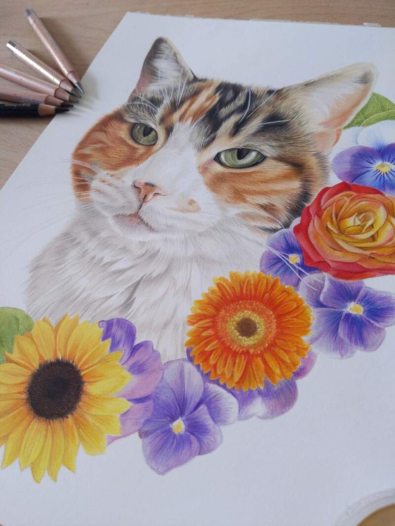 Cat coloured pencil drawing by Kathryn rose portraits art