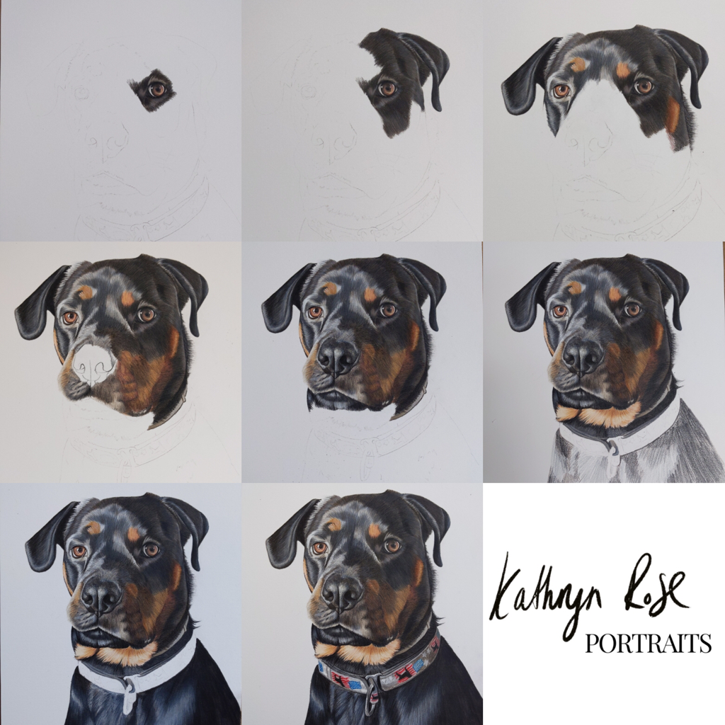 Rottweiler coloured pencil drawing by Kathryn rose art portraits
